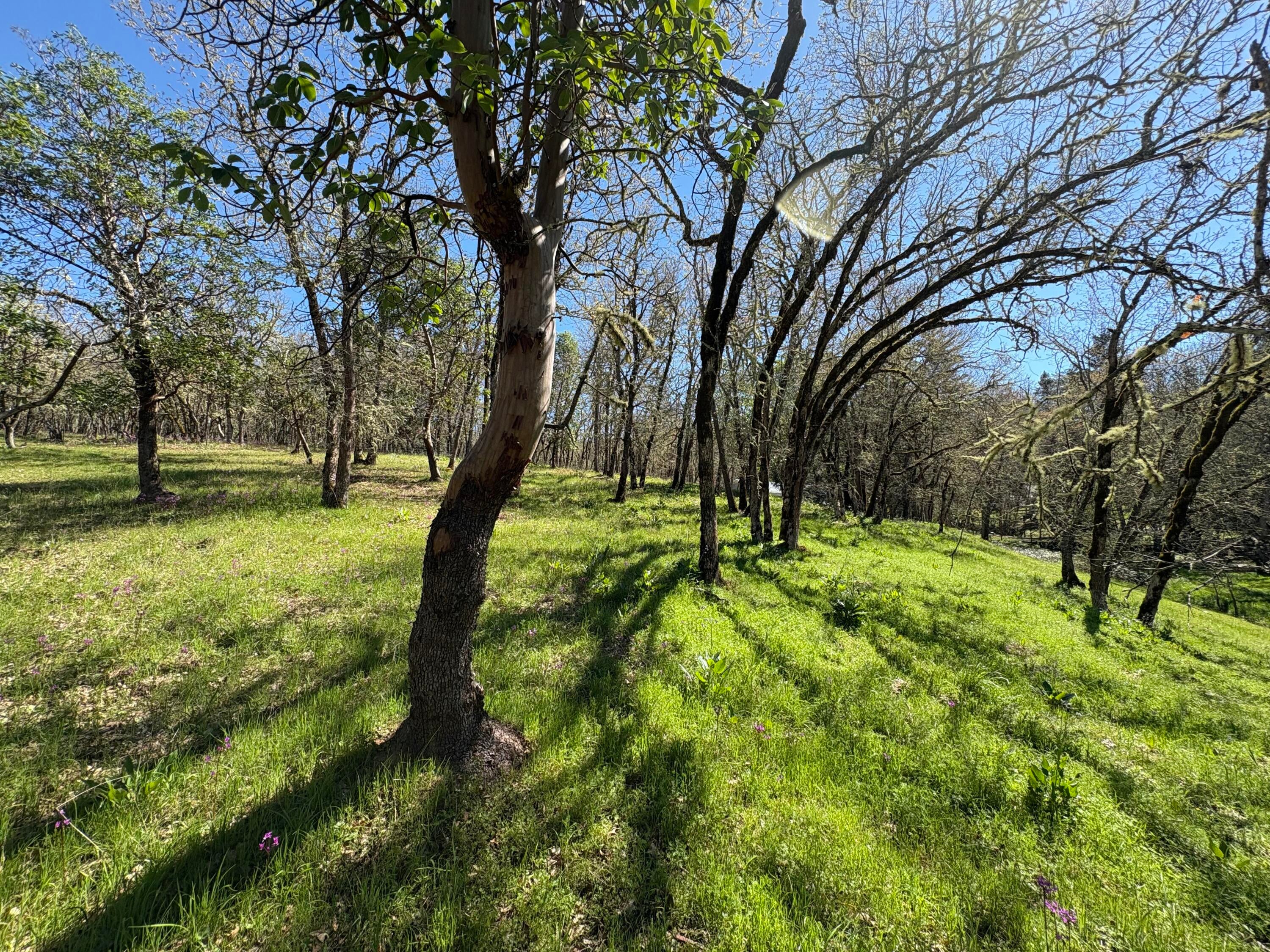 1237 Daisy Creek Road Jacksonville, OR 97530 - Photo 29 of 31 Trees upper hill area.