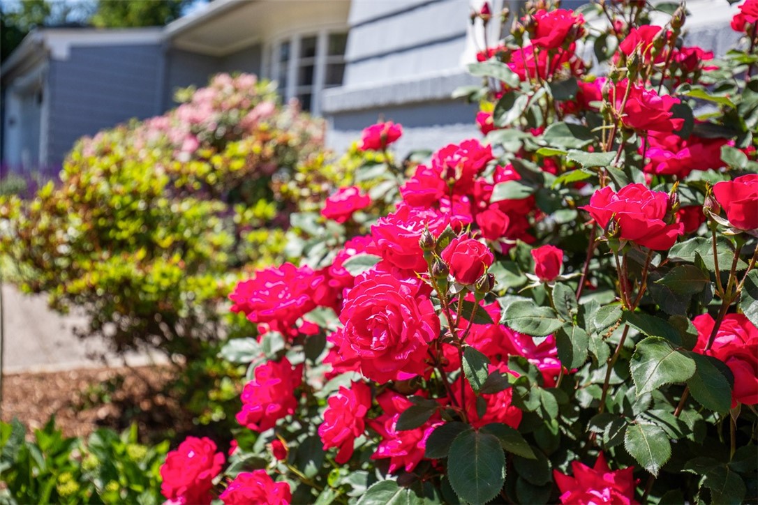 71 Primrose Hill Road Barrington, RI 02806 - Photo 3 of 49 Rose bushes grace the home