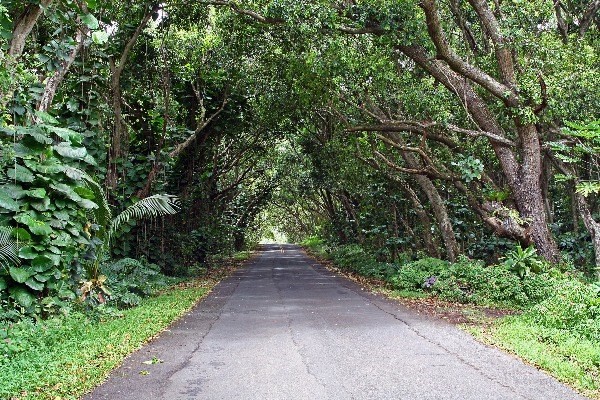 14-4825 La Maloo Road Pahoa, HI 96778 - Photo 24 of 25 a view of a pathway both side of yard
