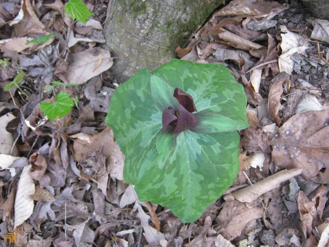 $175,000 | Lot 11 Riverbend Road, Lavonia, GA 30553