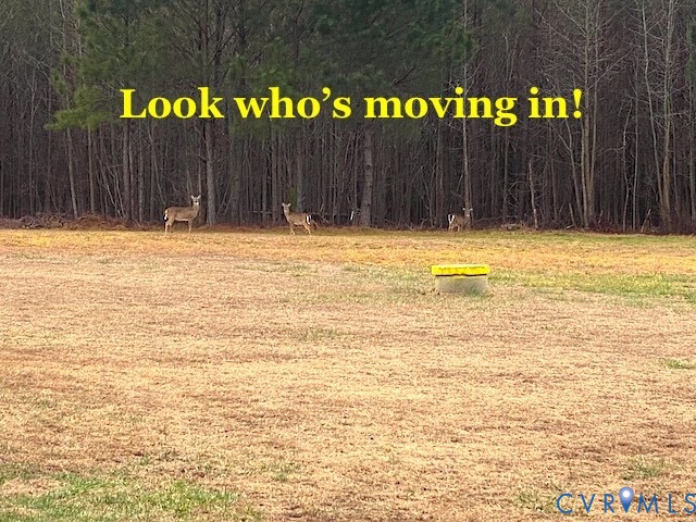 8801 Vaughan Road Petersburg, VA 23805 - Photo 50 of 50 Getting back to nature