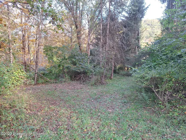 a view of a forest with trees in the background