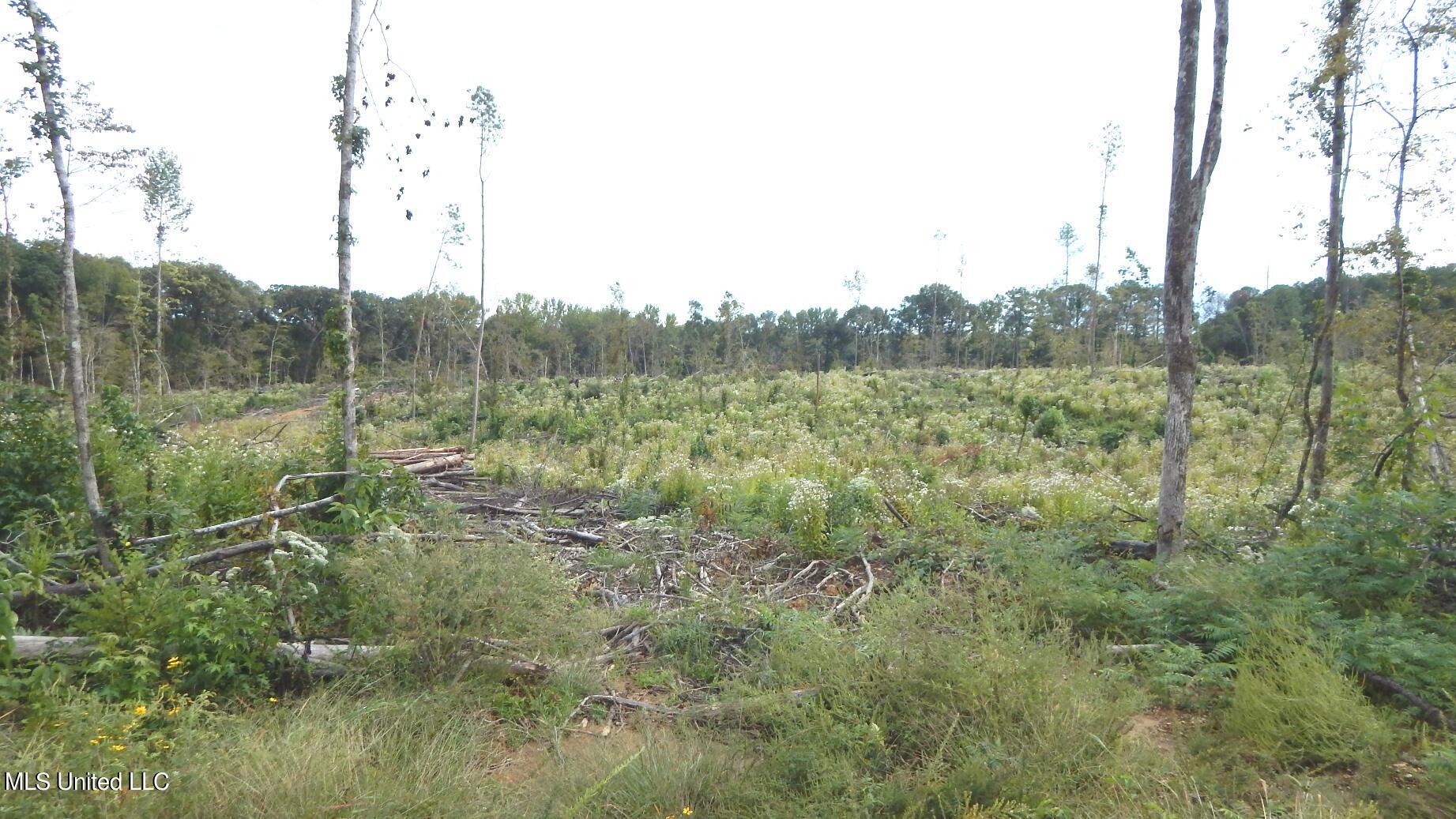 31 811th Road Tillatoba, MS 38961 - Photo 1 of 23 Land