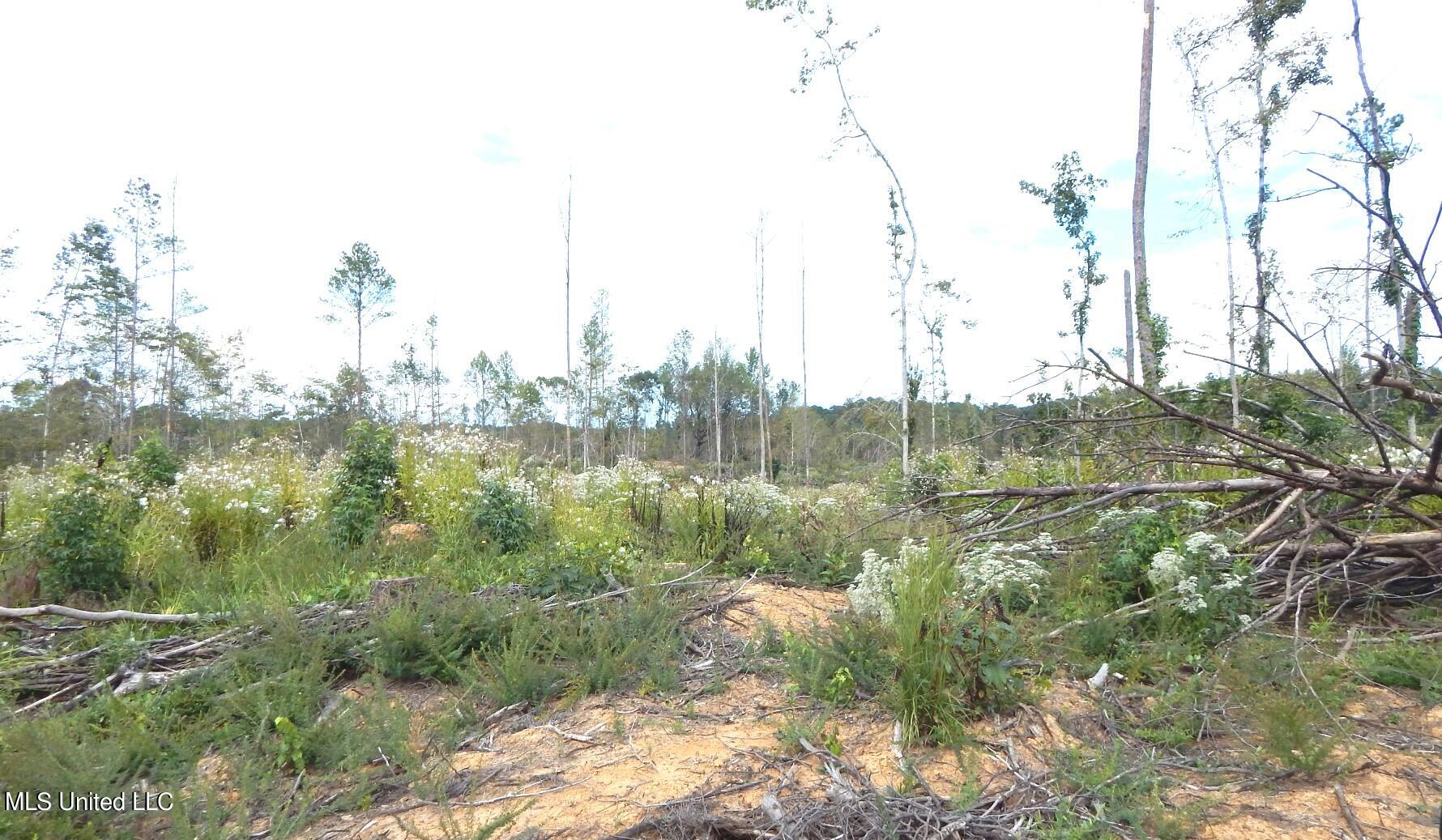 31 811th Road Tillatoba, MS 38961 - Photo 12 of 23 DSCN6065