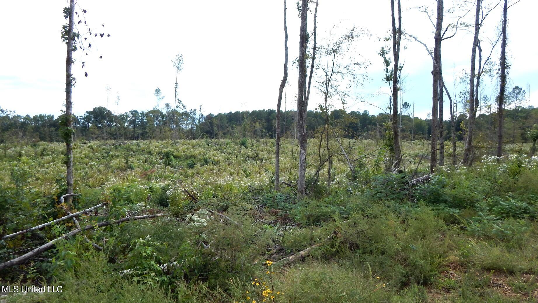 31 811th Road Tillatoba, MS 38961 - Photo 10 of 23 DSCN6063