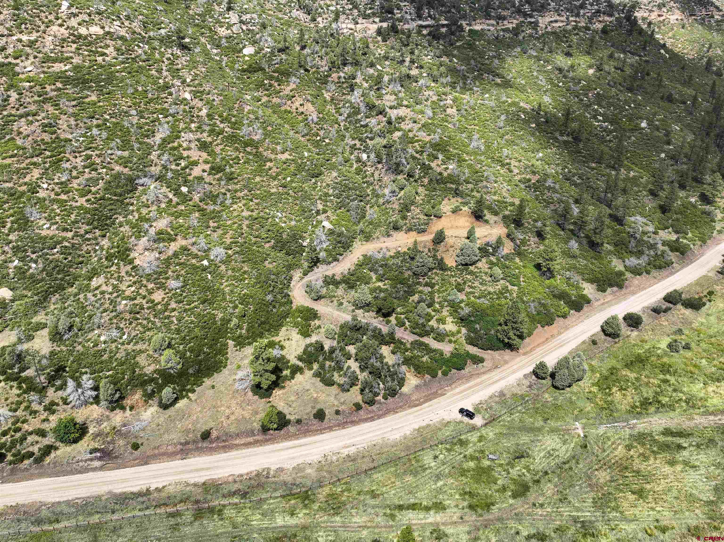 a view of a garden with a tree