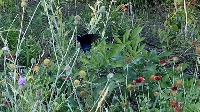 $440,000 | 0 Mule Creek Road, Harwood, TX 78632