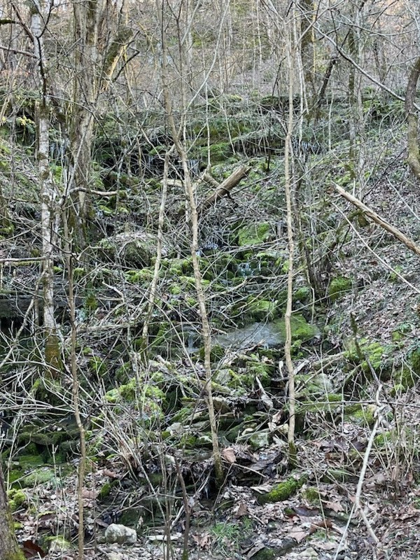 1 Oakley Road Liberty, TN 37095 - Photo 3 of 15 a view of a plant in a forest