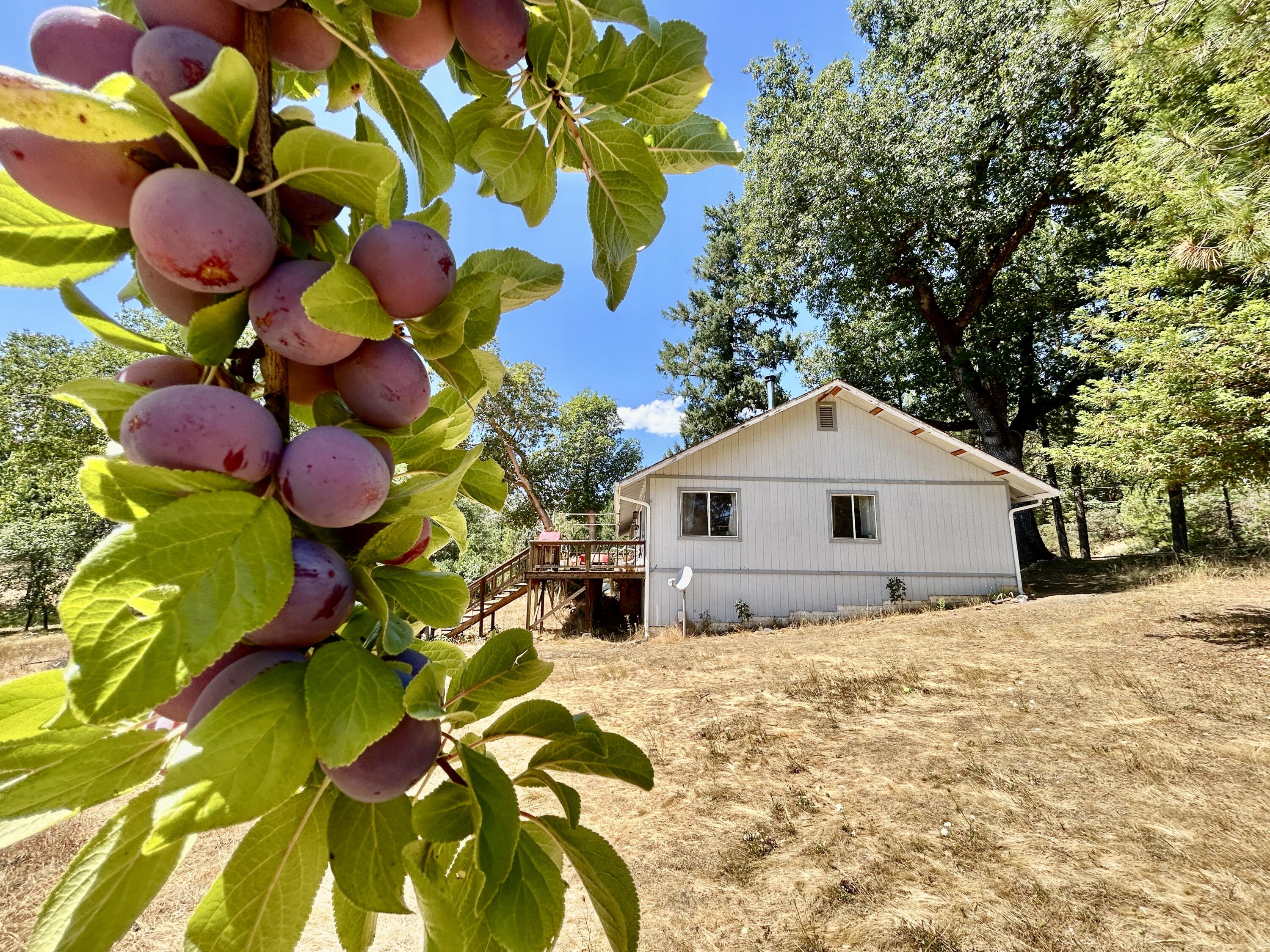 467 Draper Valley Road Selma, OR 97538 - Photo 4 of 21 plum trees
