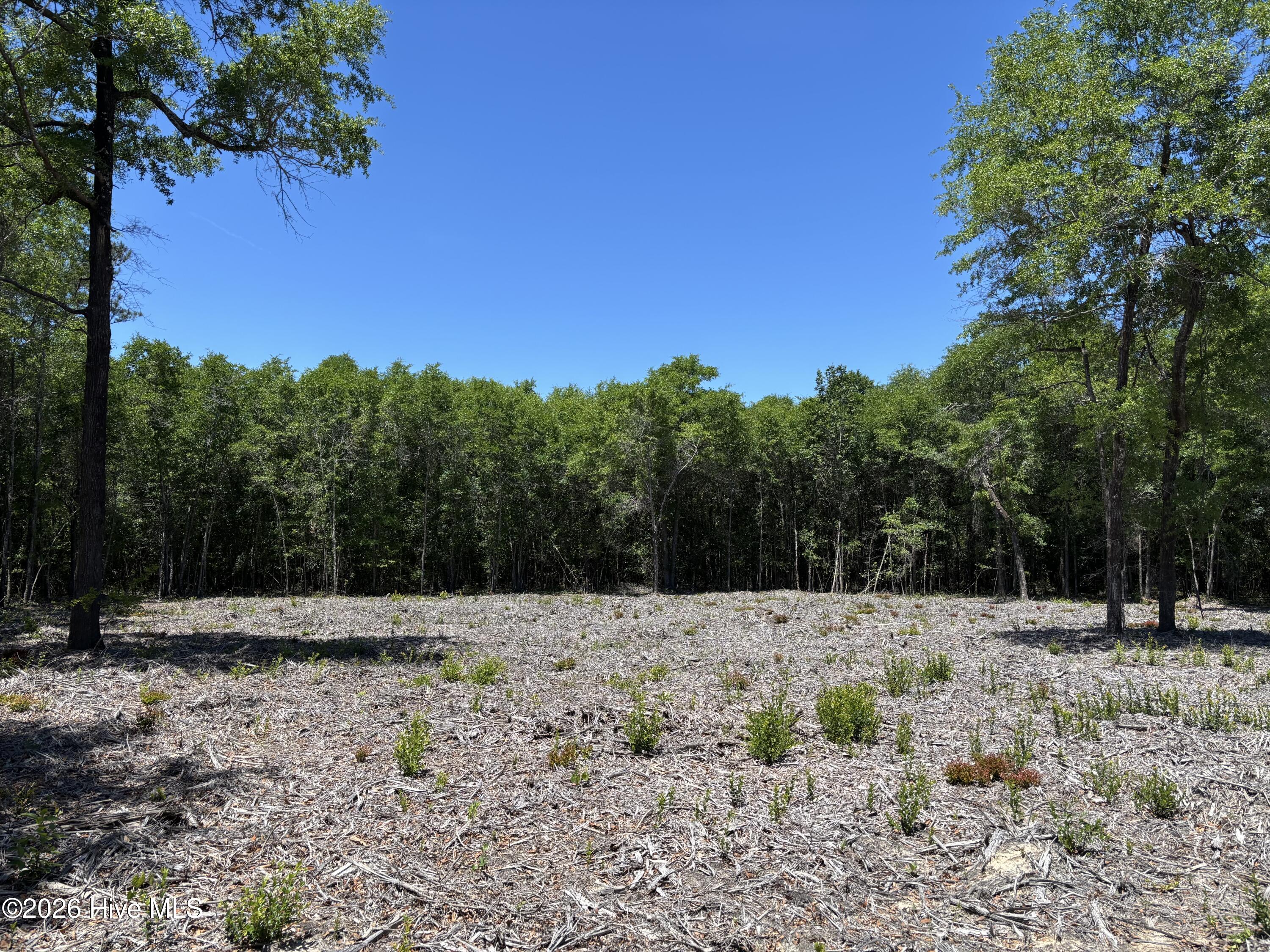 0 Warbonnet Road Springfield, SC 29146 - Photo 5 of 16 More of Cleared area