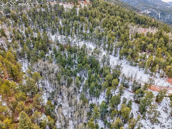 a view of a forest with a tree