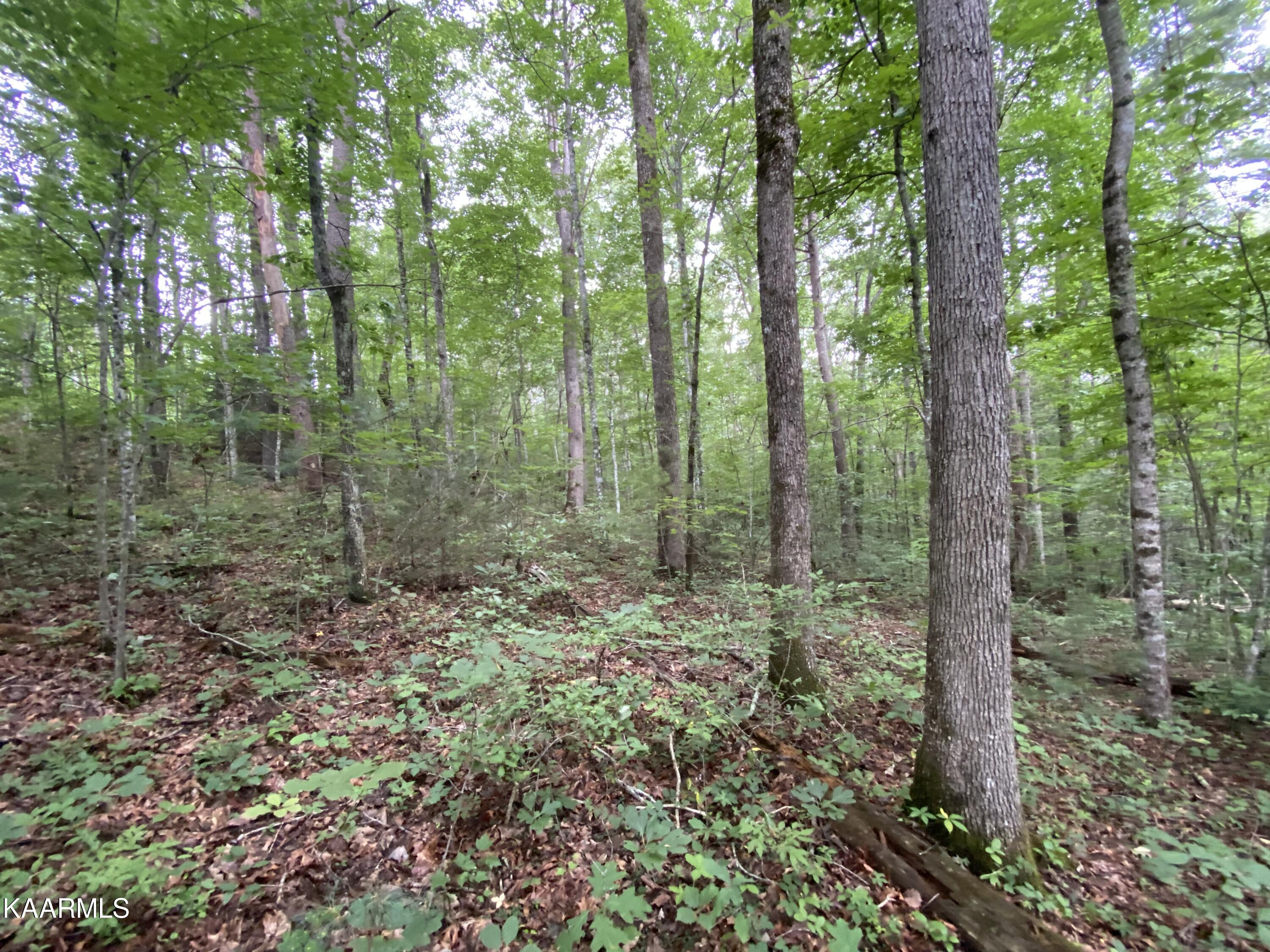 Russell Ridge Road Crossville, TN 38555 - Photo 9 of 15 2