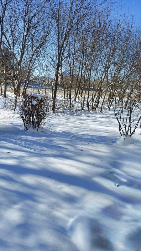 1029 Draper Road McHenry, IL 60050 - Photo 25 of 26 a view of street with trees