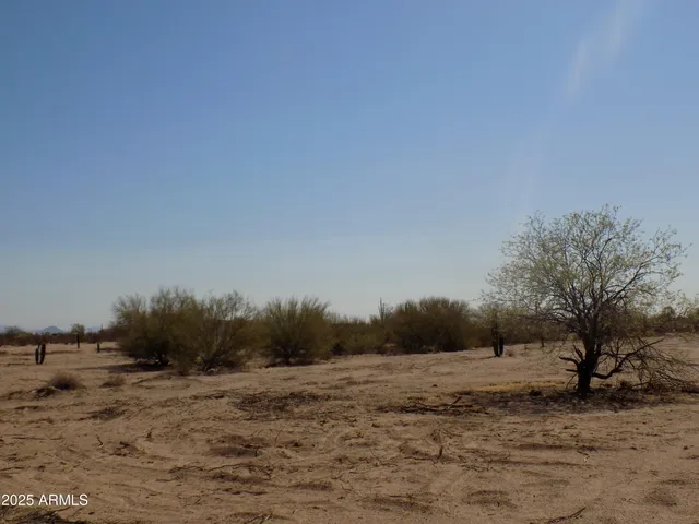 a view of a dry yard with trees