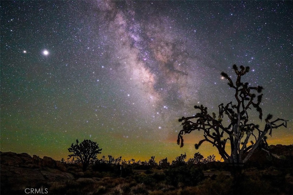 a view of a plant in a garden