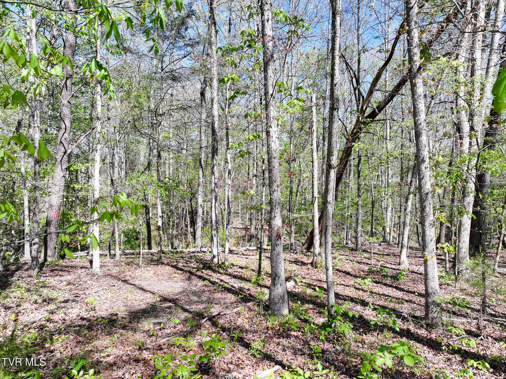 1540 Luther Memorial Road Parrottsville, TN 37843 - Photo 44 of 57 39