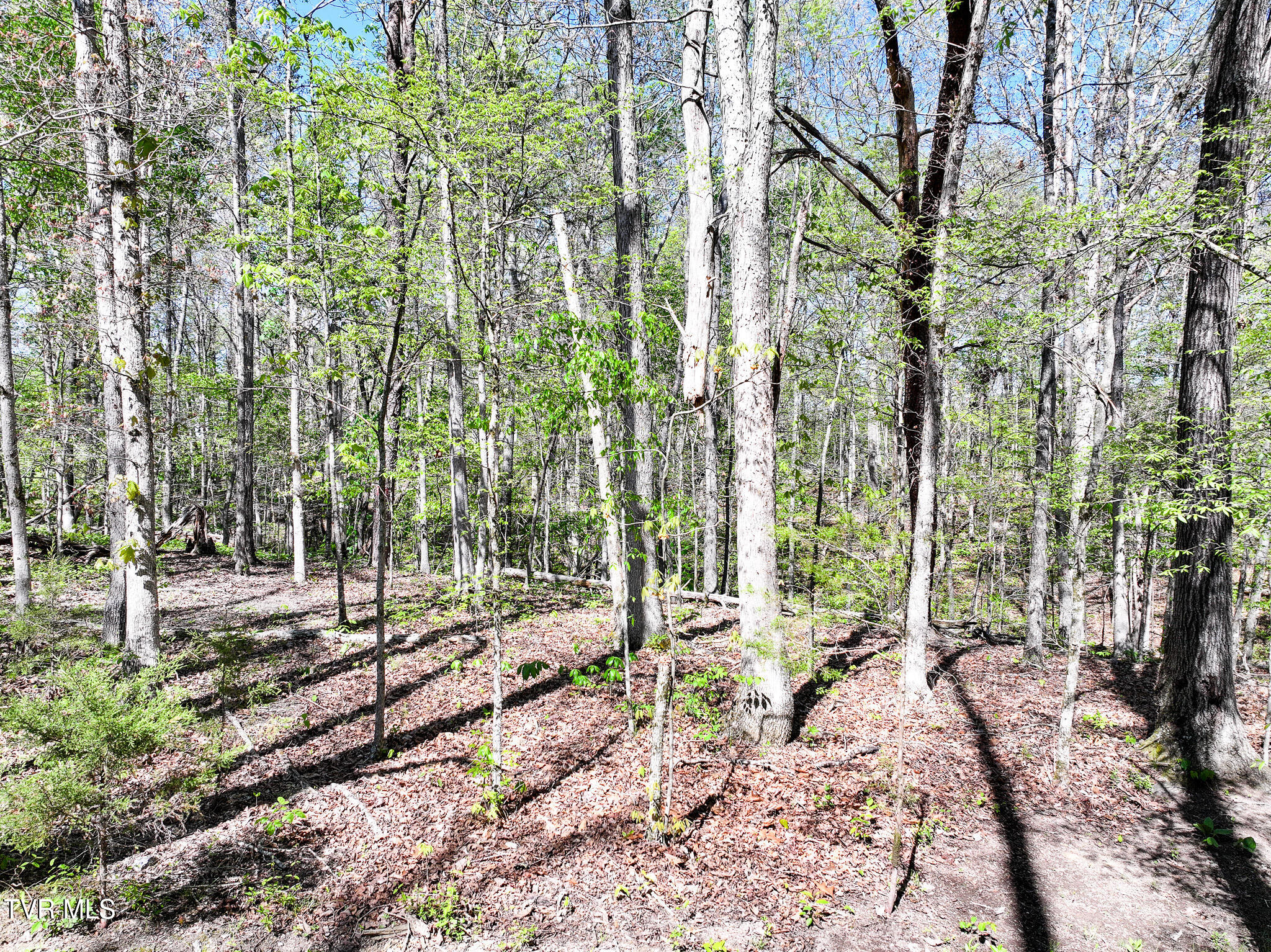 1540 Luther Memorial Road Parrottsville, TN 37843 - Photo 45 of 57 40