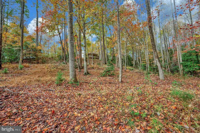 a view of a yard with plants and large trees