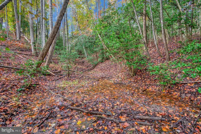 a view of a garden with plants