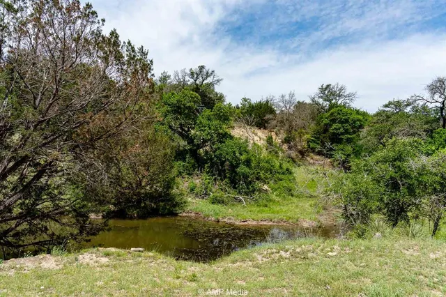 a view of a yard with plants and large trees