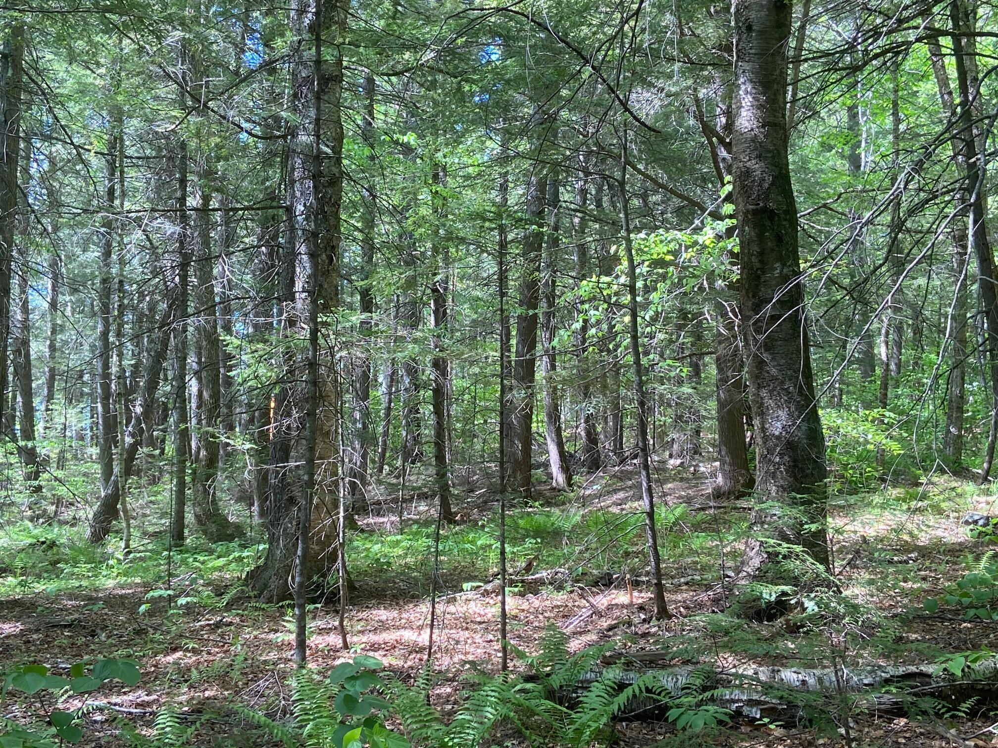 Tbd Baker Road Bethel, ME 04217 - Photo 1 of 9 IMG_0852