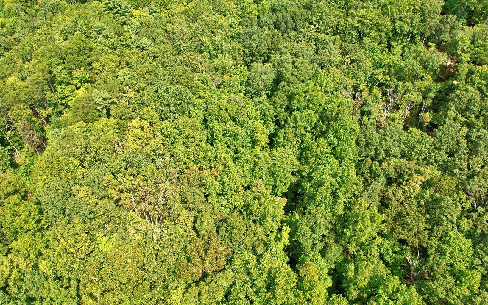 20 Big Ben Road Ellijay, GA 30540 - Photo 11 of 14 Additional View