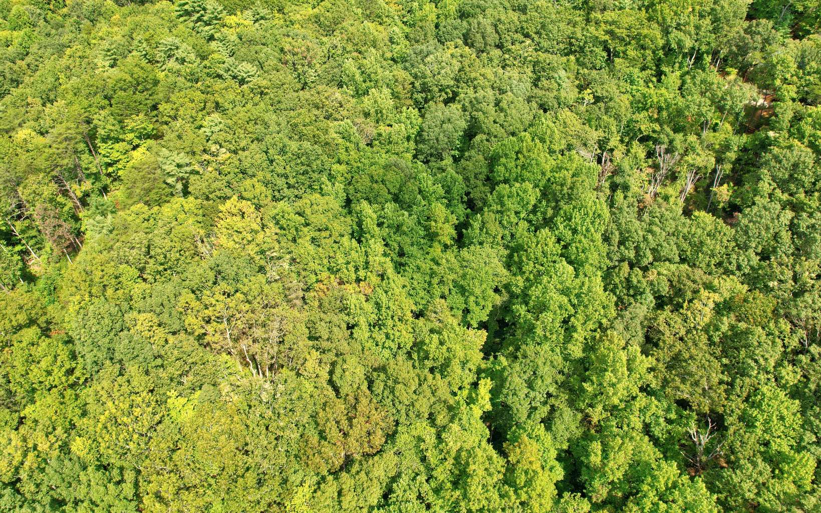 20 Big Ben Road Ellijay, GA 30540 - Photo 8 of 14 Additional View