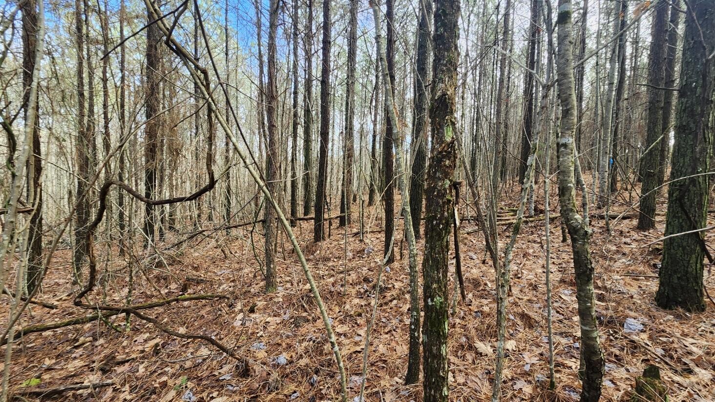 0 Crockett Pointe Jasper, TN 37347 - Photo 4 of 11