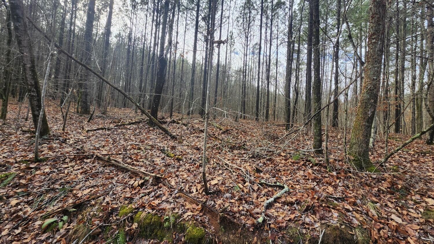 0 Crockett Pointe Jasper, TN 37347 - Photo 7 of 11