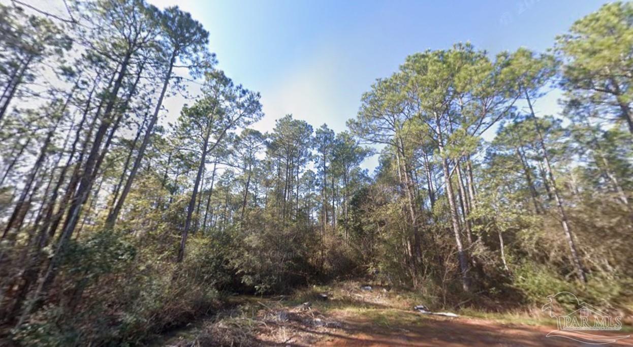 5599 Del Rey Street Milton, FL 32583 - Photo 11 of 25 a view of a forest with large tree