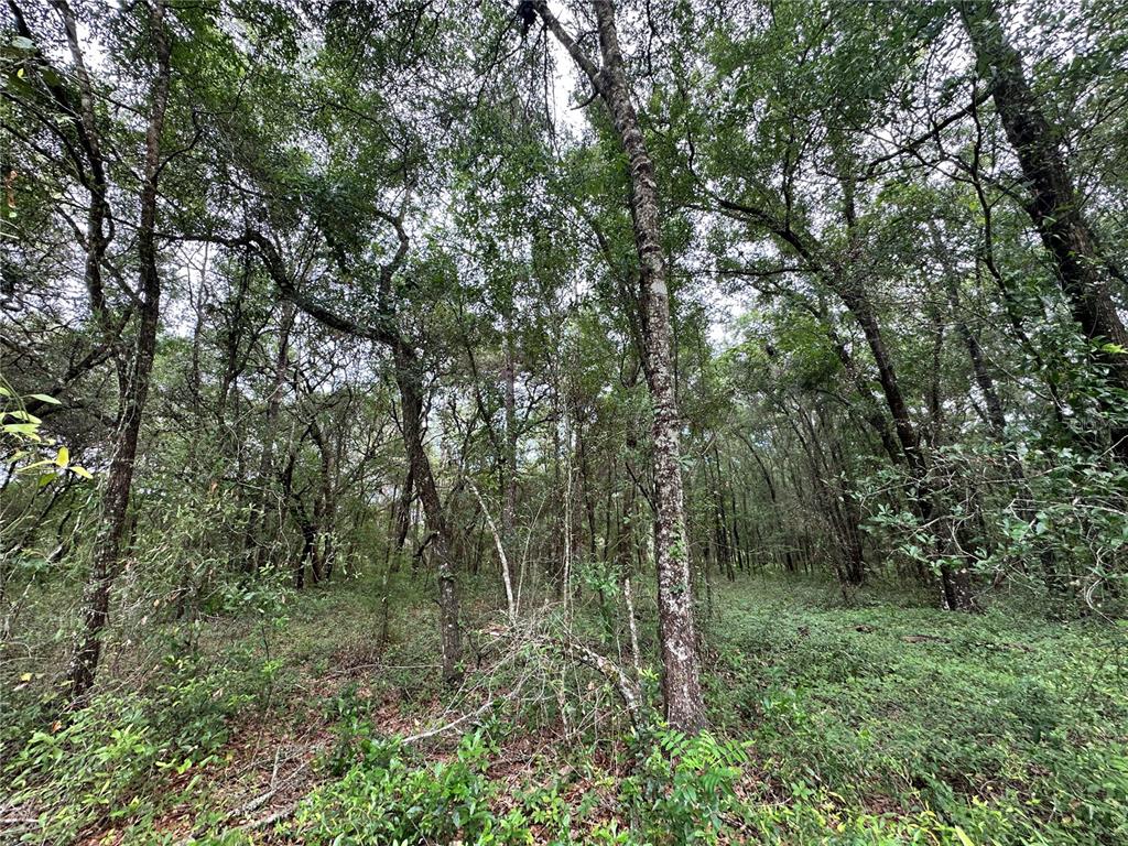 Tbd Northeast 65th Lane Bronson, FL 32621 - Photo 7 of 12