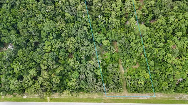 a view of a lush green forest