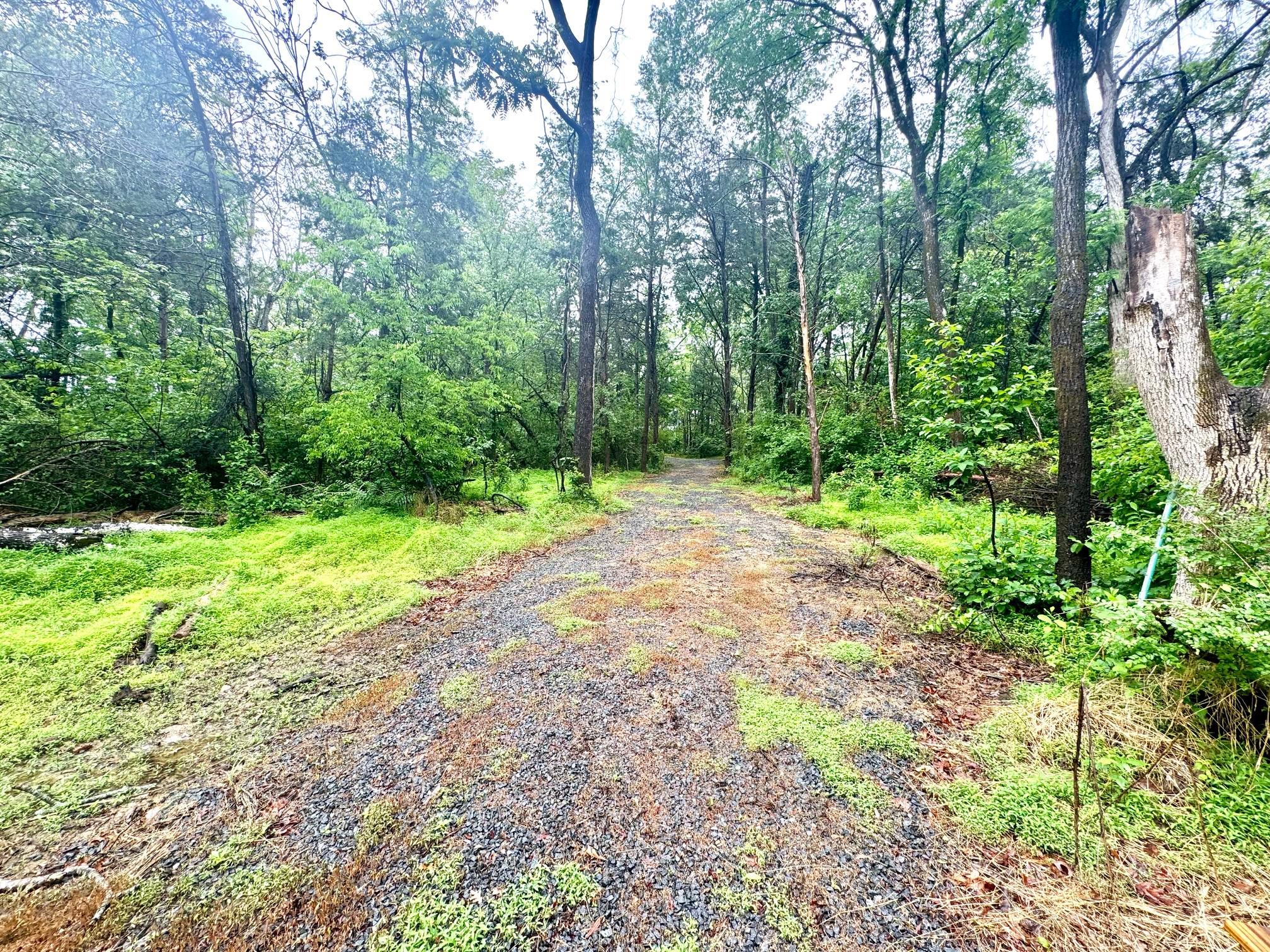 Slaughters Mill Road Mitchells, VA 22729 - Photo 4 of 6 Path to large cleared area