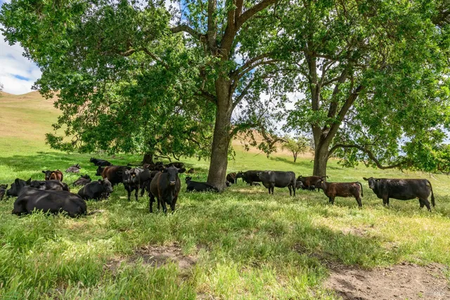 a view of a garden with plants and trees