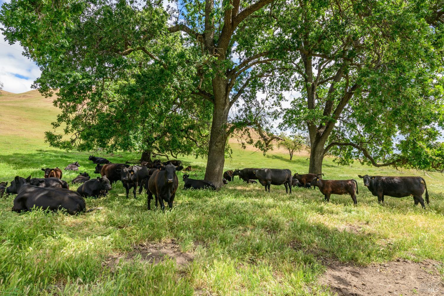 0 Gibson Canyon Road Vacaville, CA 95688 - Photo 5 of 19 a view of a garden with plants and trees