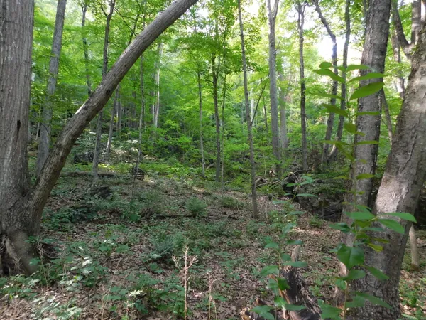 a view of a lush green forest