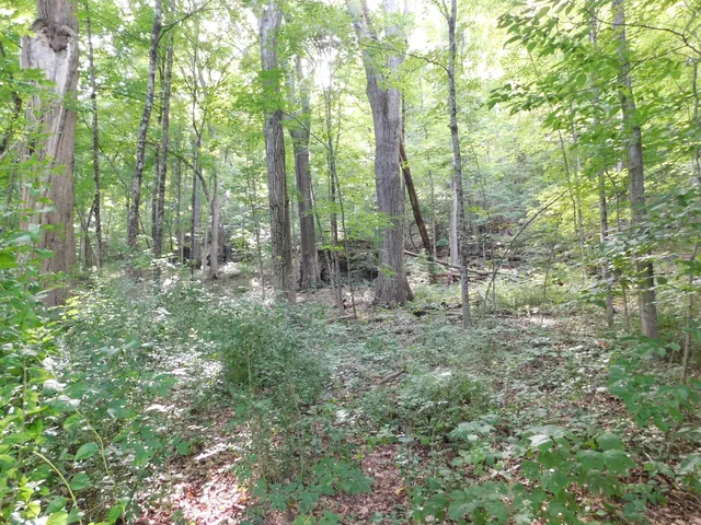 a view of a forest with trees in the background