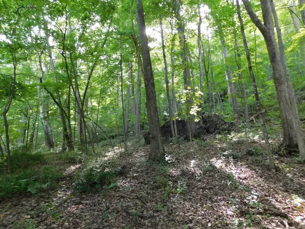 a view of outdoor space and trees