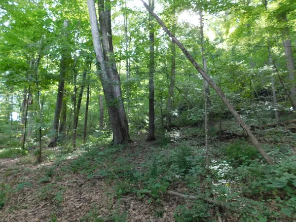 a view of a forest with trees
