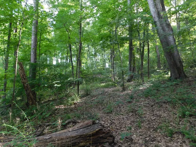 a view of a forest with trees
