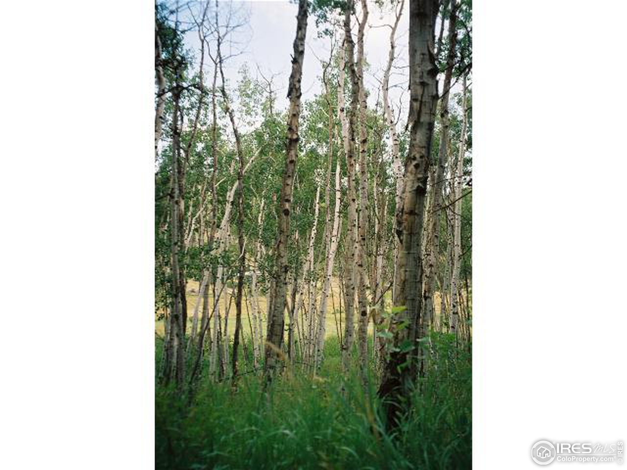 476 Stratton Park Road Bellvue, CO 80512 - Photo 9 of 12 Gallery Image 9