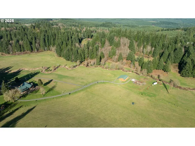 a black and white photo of trees