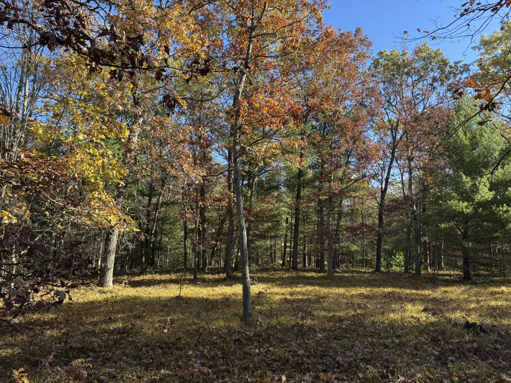 4 County Line Road Manistee, MI 49660 - Photo 4 of 4 IMG_1378