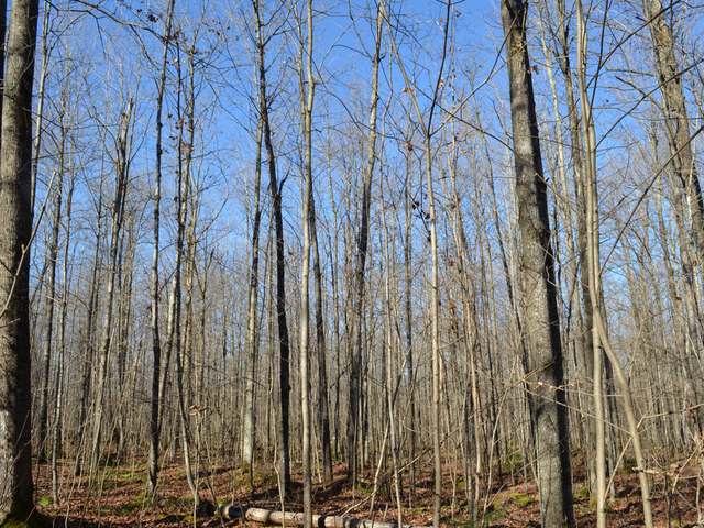Four Mile Road Tomahawk, WI 54487 - Photo 18 of 20 Gallery Image 18