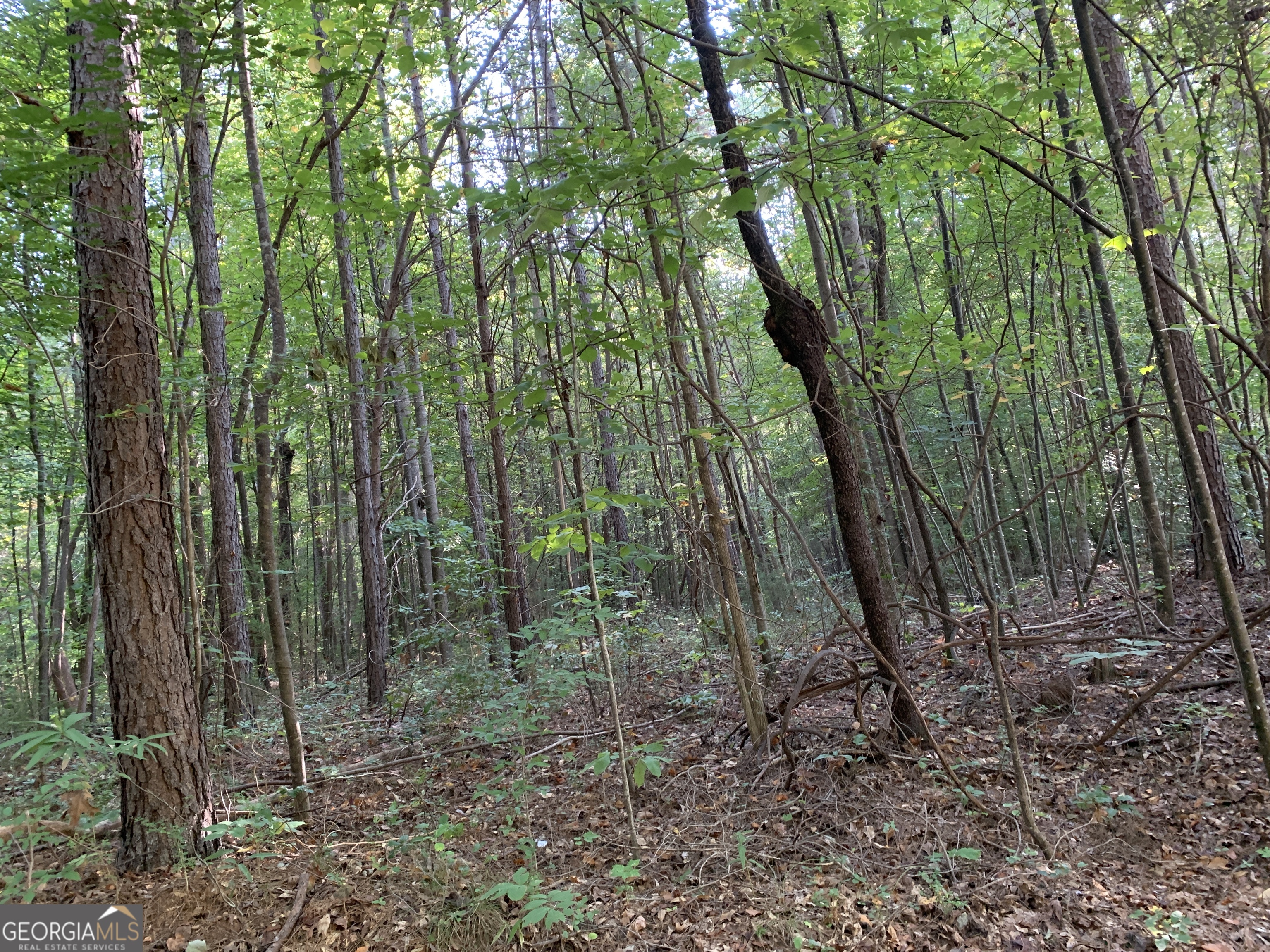123 Toccoa Ga 30577 Toccoa, GA 30577 - Photo 3 of 7 a view of a forest