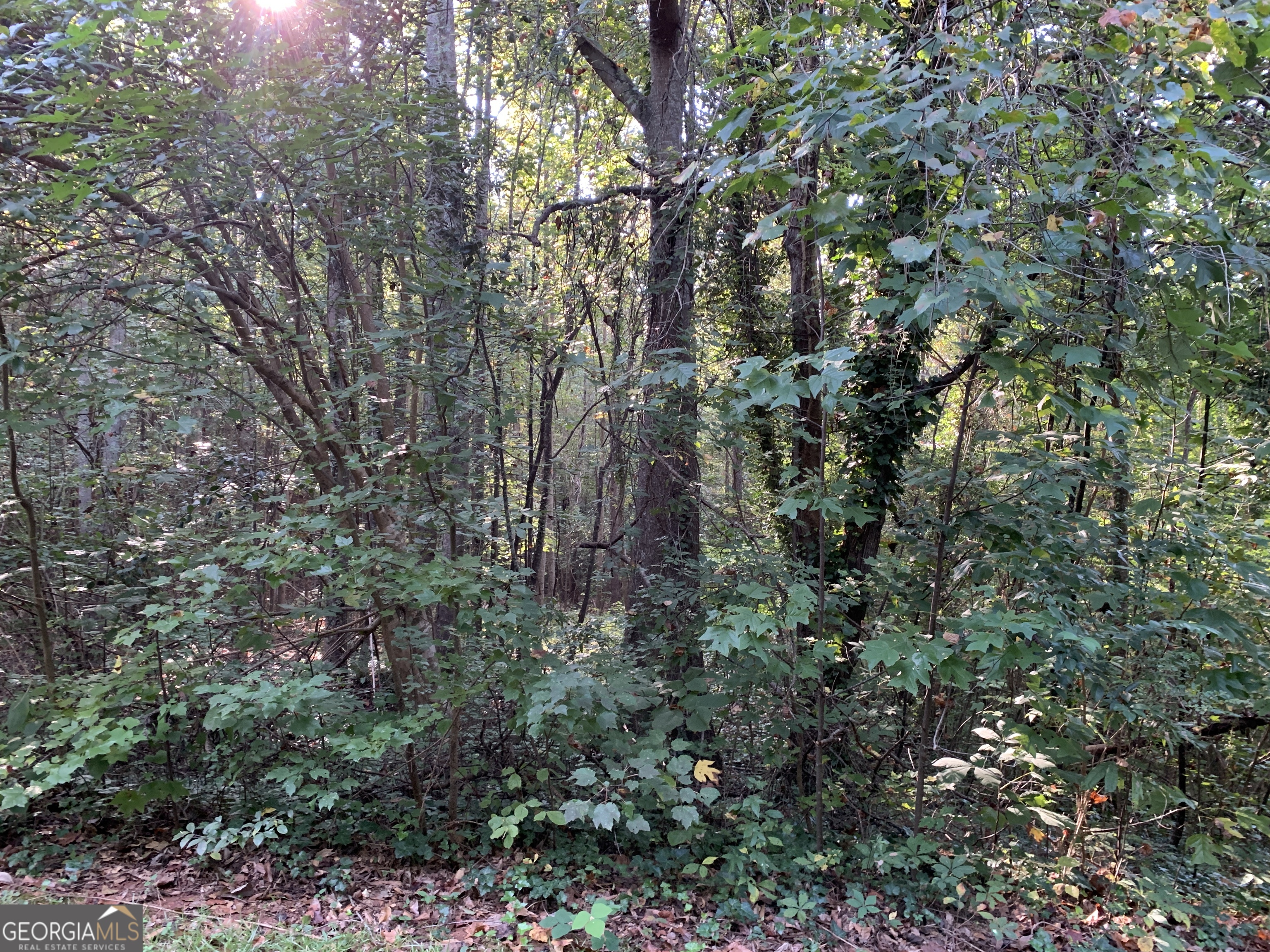 123 Toccoa Ga 30577 Toccoa, GA 30577 - Photo 4 of 7 a view of a forest with a tree