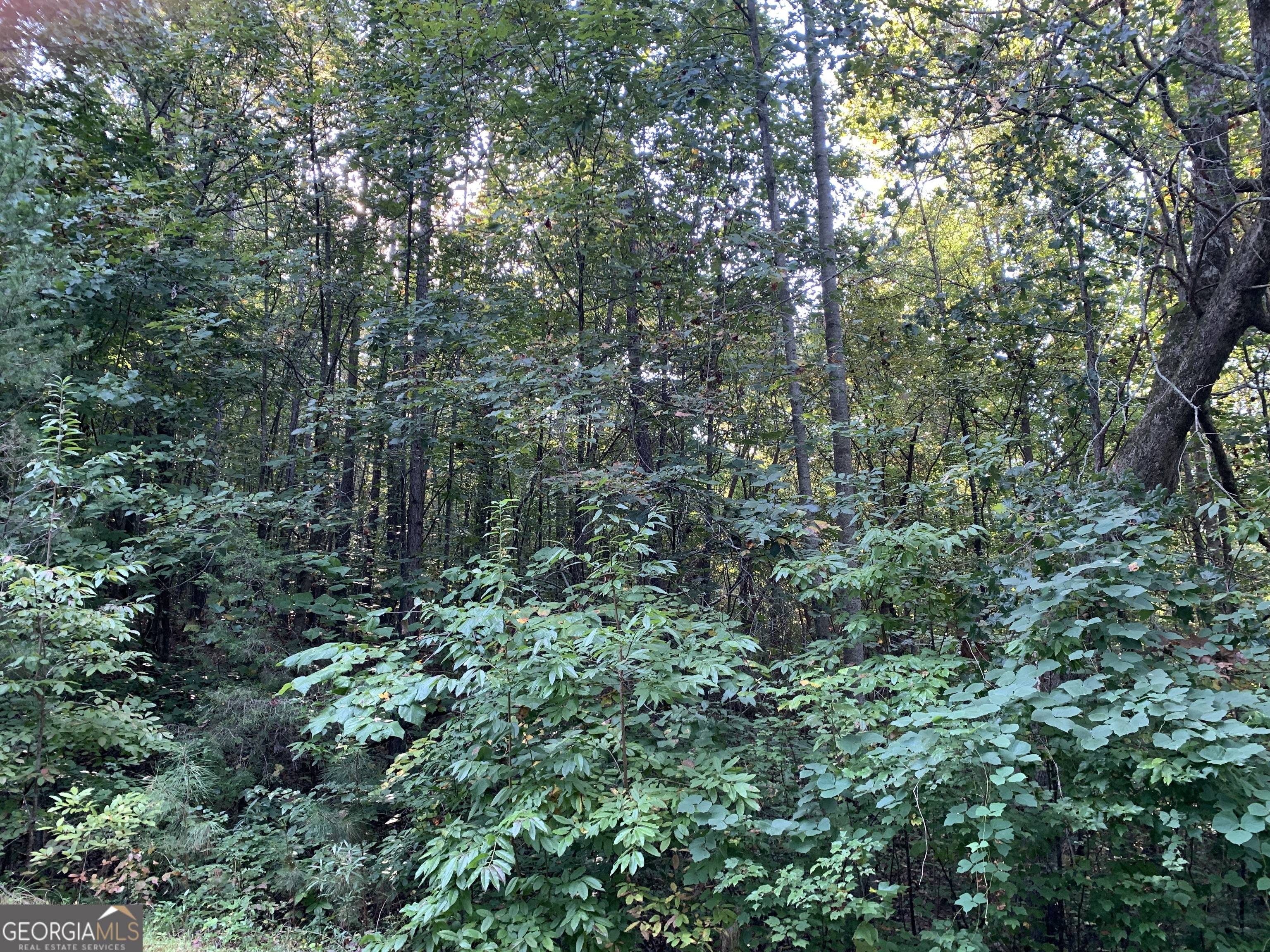 123 Toccoa Ga 30577 Toccoa, GA 30577 - Photo 5 of 7 a view of a lush green forest