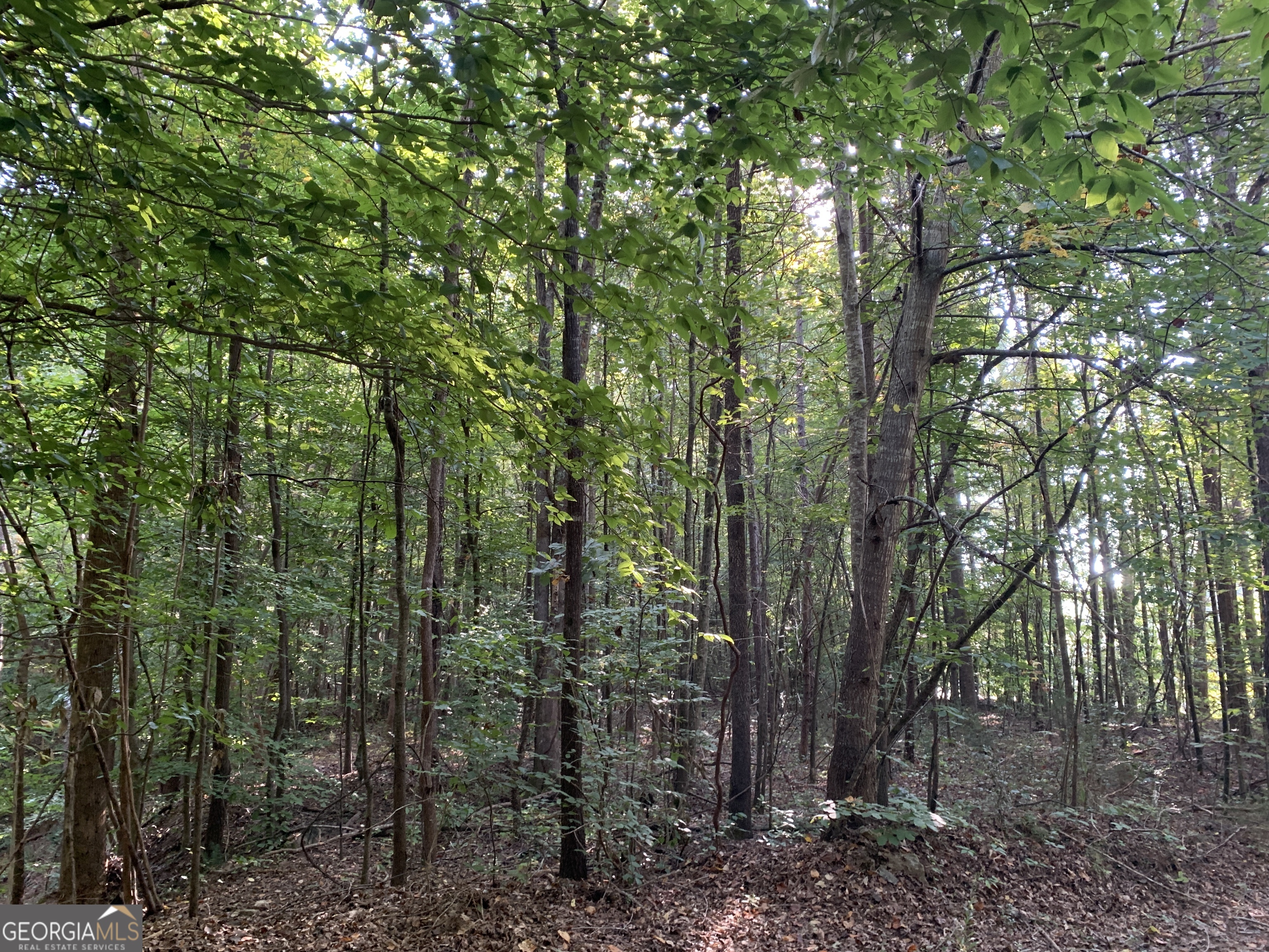 123 Toccoa Ga 30577 Toccoa, GA 30577 - Photo 6 of 7 a view of forest
