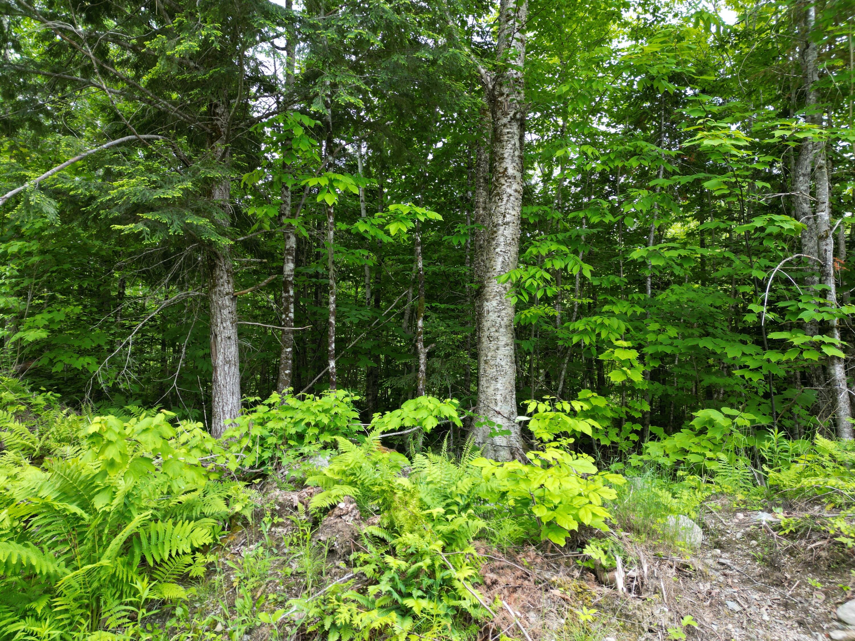 Lot 8 Moores Road Springfield, ME 04487 - Photo 13 of 16 DJI_0267