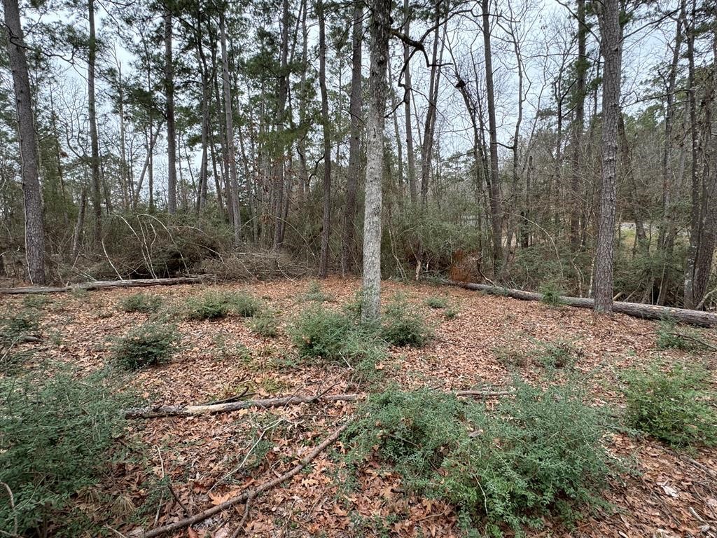 a view of a forest with trees in the background